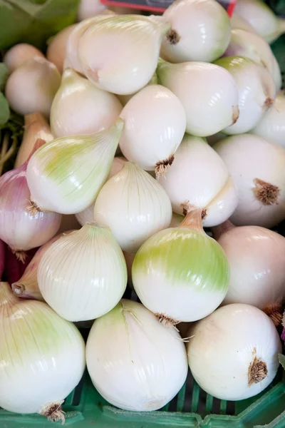 Fondo de cebolla — Foto de Stock