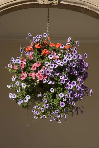 Hercai menekşe - mor çiçek sepeti asılı