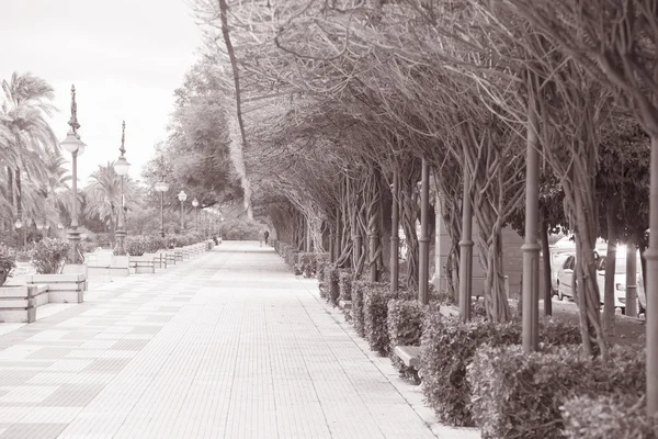 Trees on Paseo de Cristobal Colon in Seville — Stock Photo, Image