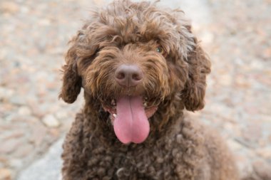 İspanyol Su Köpeğinin Yüzü 'nün Kapanışı