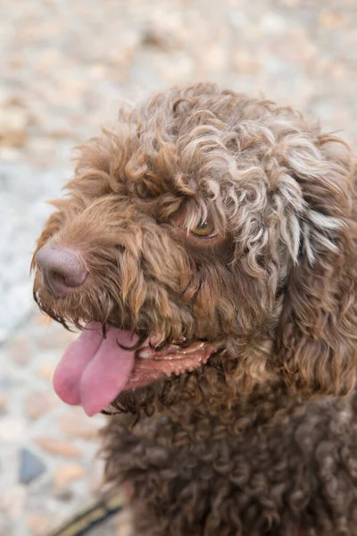 Detailní Záběr Španělského Vodního Psa — Stock fotografie
