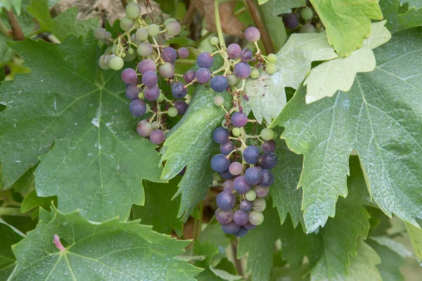 Raisins Rouges Verts Sur Vigne — Photo