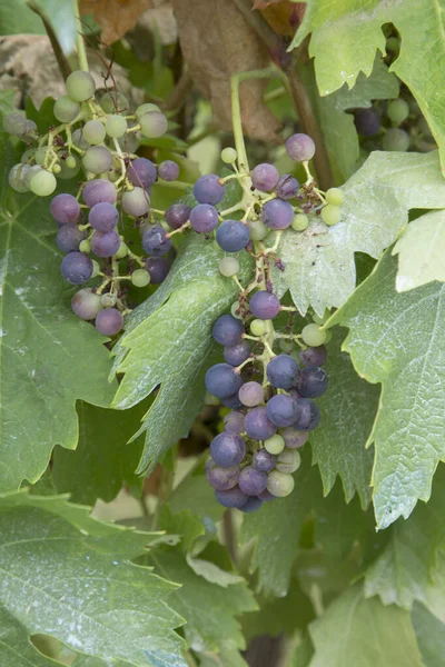 Gros Plan Raisins Rouges Verts Sur Vigne — Photo