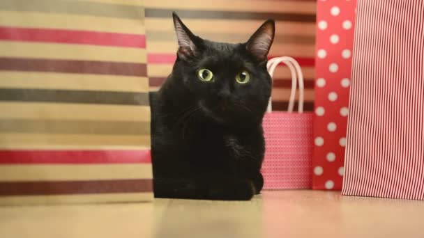 Zwarte kat en gestreepte shopping tassen — Stockvideo