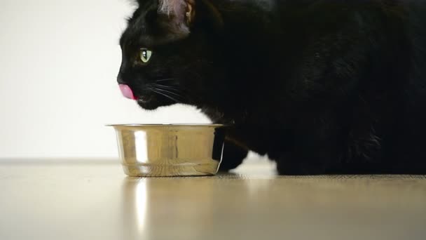 Cat eats from a bowl — Stock Video