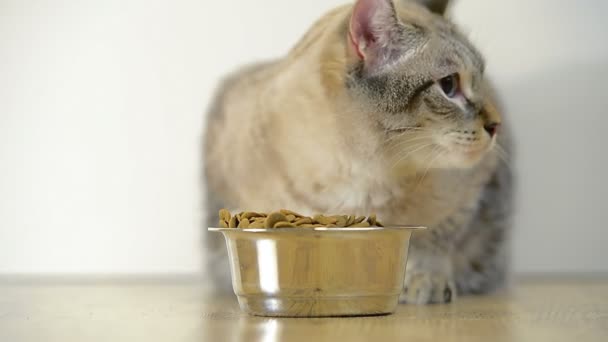 Katze frisst aus einer Schüssel — Stockvideo