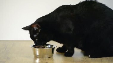 Kedi kaseden yer.