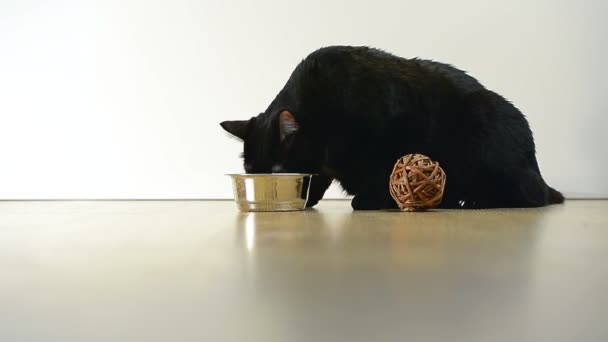 Кошка ест из миски — стоковое видео