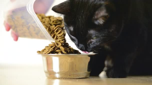 Cat eats from a bowl — Stock Video