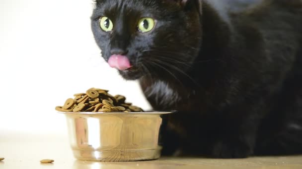 Il gatto mangia da una boccia — Video Stock