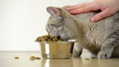 Kedi kaseden yer.