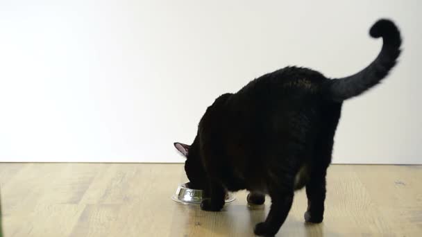 Cat eats from a bowl — Stock Video