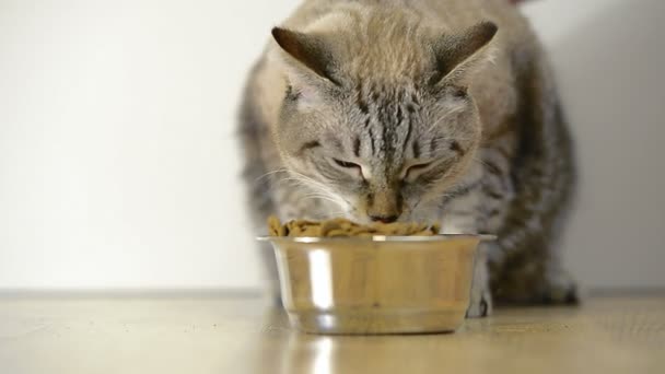 Le chat mange dans un bol
