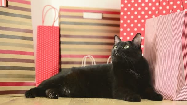 Gato negro y bolsas de compras a rayas — Vídeo de stock