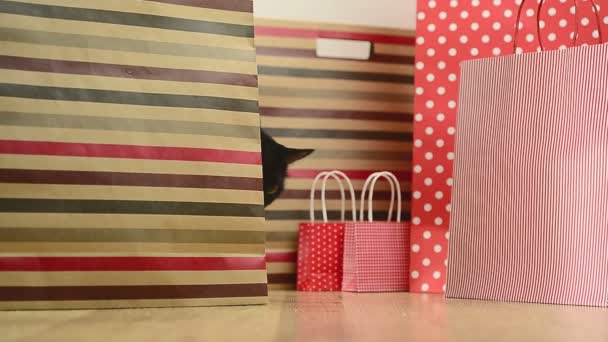 Gatto nero e shopping bag a righe — Video Stock