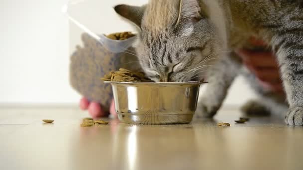 Il gatto mangia da una boccia — Video Stock