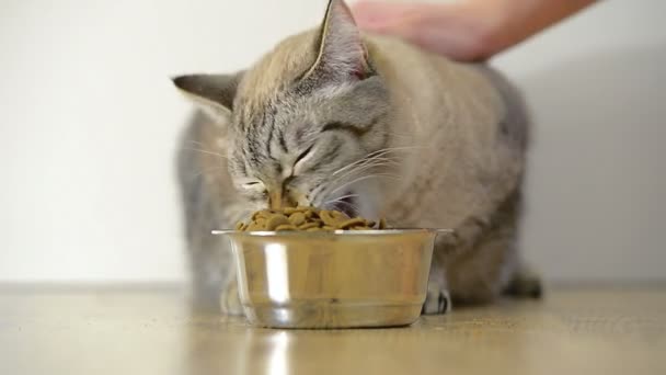 Katt äter från en skål — Stockvideo