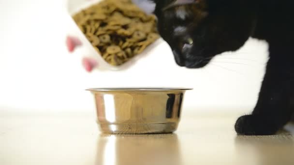 Cat eats from a bowl — Stock Video