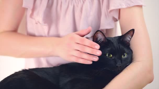 Frau kuschelt eine Katze — Stockvideo