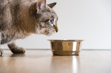 bir aktif ciddi çizgili kedi pet ve kedi maması portre