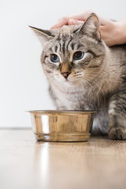 dikey çizgili purebred kedi pet ve kedi maması üzerinde gri bir ba