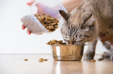 kadın beslenme aç hayvan kedi