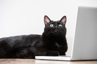ev kara kedi görünümlü ahşap laptop ekranında yakın yalan