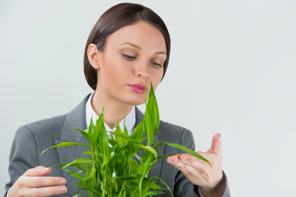 大成功の幸運なタケ植物シンボルを保持している大人のビジネス女性 — ストック写真