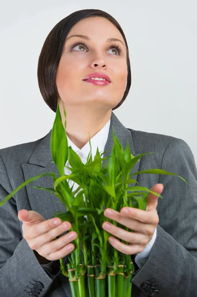 Доросла бізнес-леді тримає щасливий бамбуковий символ рослинного успіху — стокове фото