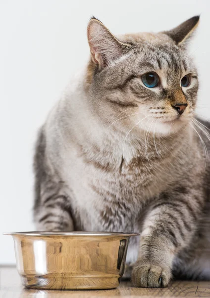 Retrato de um animal de estimação de gato listrado de raça pura e comida de gato em uma ba cinza — Fotografia de Stock