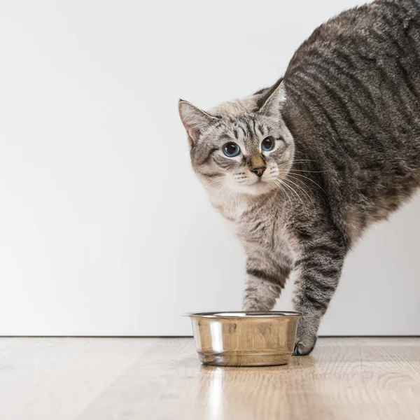 Agresif korkmuş çizgili kedi evcil hayvan portresi — Stok fotoğraf