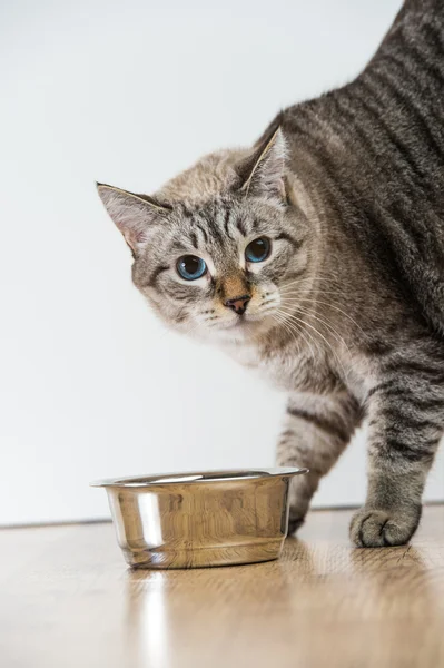 Agresif korkmuş çizgili kedi evcil hayvan portresi — Stok fotoğraf