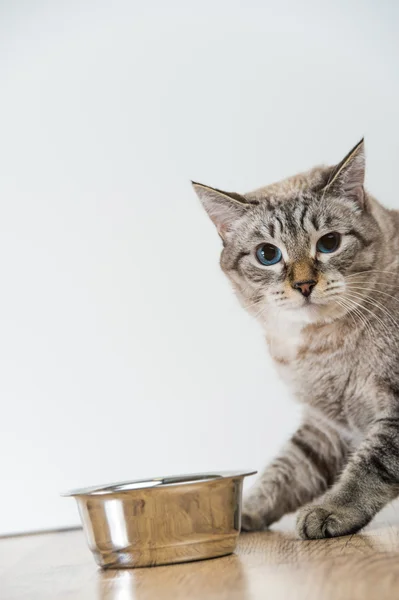 Portrait of a purebred striped cat pet and cat food on a gray ba — Stock Photo, Image
