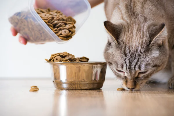 Woman feeding hungry pet cat — Stock Photo, Image