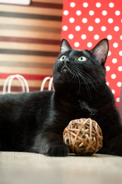 Porträt einer schwarzen Katze, die neben dem roten Einkaufspapier liegt. — Stockfoto