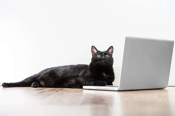 Casa gato preto olhando para cima deitado perto da tela do laptop na madeira — Fotografia de Stock