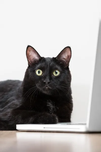 Comical portret of Intelligent successfull black business cat ly — Stock Photo, Image