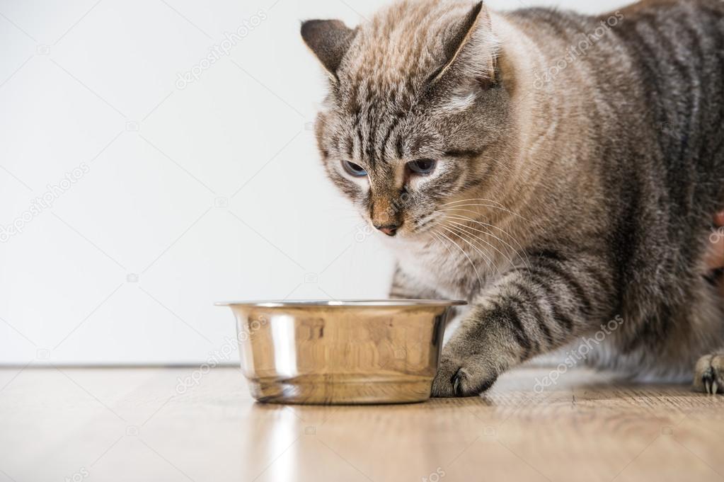 Portrait of a purebred striped cat pet and cat food on a gray ba