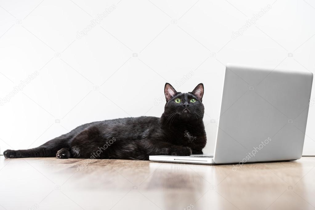 Home black cat looking up lying near laptop screen on the wooden