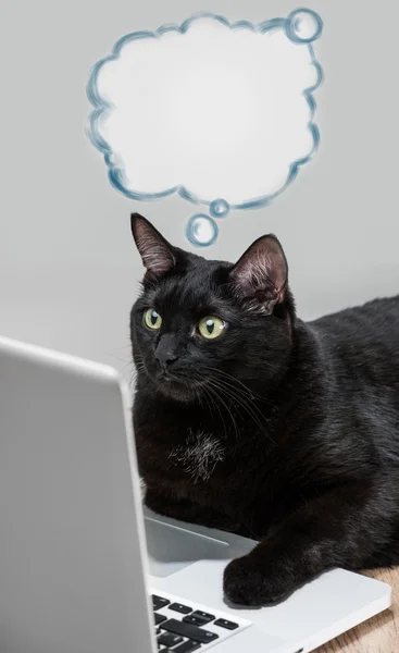 Zwarte solide kat werken met laptop. grote baas grappige concept. bla — Stockfoto