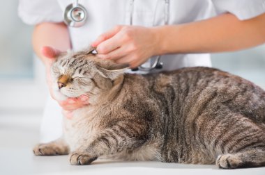 Klinikte check-up yaparken kedinin kulağına bakan veteriner.