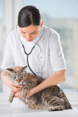 veteriner kliniğinde muayene yaparken bir kedi dinleme