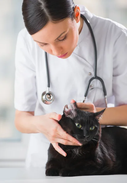 Veterinário examinando a orelha de um gato enquanto faz check-up — Fotografia de Stock