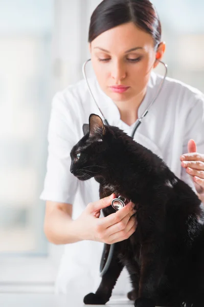 Veterinario escuchando a un gato mientras hace chequeo en la clínica — Foto de Stock