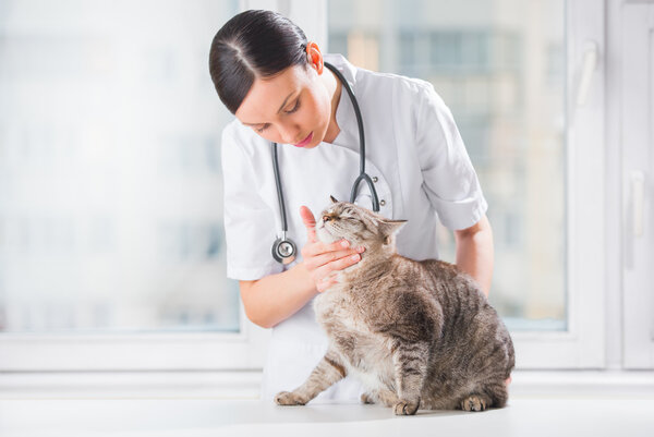 Veterinarian examining teeth of a cat