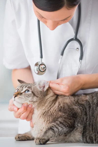 獣医師は猫の耳を見ながら診療所で検査をします — ストック写真