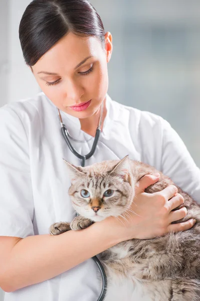 Veterinario che tiene un gatto in clinica — Foto Stock