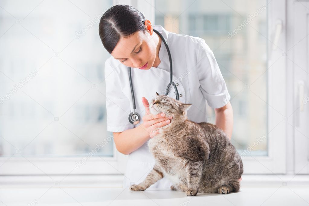 Veterinarian examining teeth of a cat