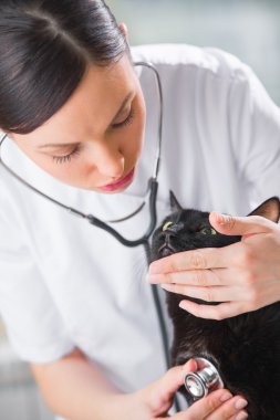 veteriner kliniğinde muayene yaparken bir kedi dinleme