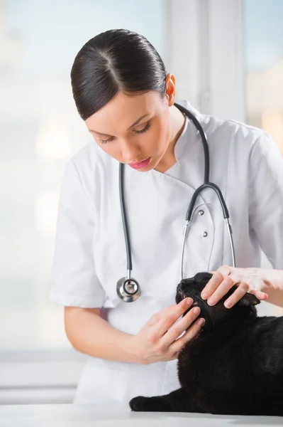 Veterinario esaminando denti di un gatto mentre fa il check-up a cli — Foto Stock